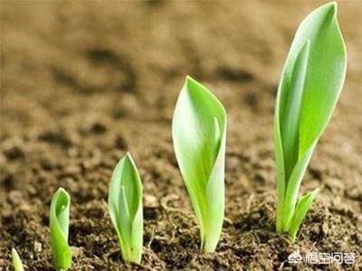 平房区投资有机肥生产线的前景如何？